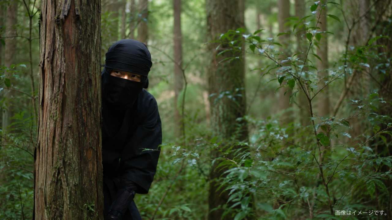 伊賀の山地を思わせる森の中で、黒装束の忍者が身を隠しながら周囲を観察している実写風画像